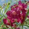 Chilopsis Linearis Burgundy -Jardin De Fleurs Magasin chilopsis linearis burgundy 16207 1