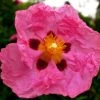 Cistus Purpureus - Ciste Pourpre 3 Cistus Purpureus - Ciste Pourpre -Jardin De Fleurs Magasin cistus purpureus 7526 1