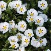 Ciste Du Portugal - Cistus X Lusitanicus Decumbens -Jardin De Fleurs Magasin cistus x lusitanicus decumbens 100305 1