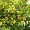 Citronnier Des 4 Saisons - Citrus Limon 3 Citronnier Des 4 Saisons - Citrus Limon -Jardin De Fleurs Magasin citronnier 4 saisons1