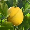Citronnier Meyer - Citrus X Meyeri 3 Citronnier Meyer - Citrus X Meyeri -Jardin De Fleurs Magasin citronnier meyer ld 80026 1