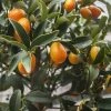 Citrus Kucle - Kumquatine -Jardin De Fleurs Magasin citrus kucle 87029 2