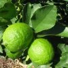 Grand Citron Vert - Citrus Latifolia -Jardin De Fleurs Magasin citrus latifolia 16217 1