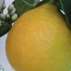 Citronnier - Citrus Limon Adamo -Jardin De Fleurs Magasin citrus limon adamo 87036 1