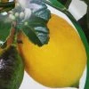 Citronnier - Citrus Limon Femminello Carrubaro -Jardin De Fleurs Magasin citrus limon femminello carrubaro 87030 1