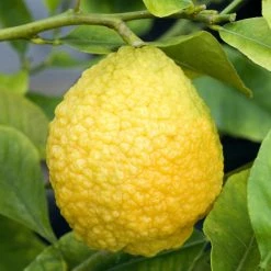 Citrus Medica Maxima - CÃ©drat Maxima
