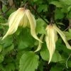 ClÃ©matite - Clematis Love Child -Jardin De Fleurs Magasin clemaite Love Child 681484 1