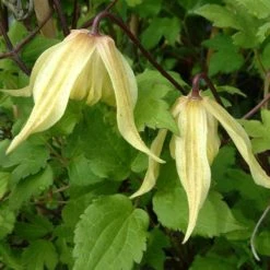 ClÃ©matite - Clematis Love Child
