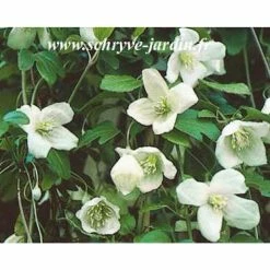 ClÃ©matite - Clematis Cirrhosa Beni Snassen