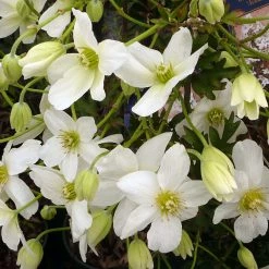 ClÃ©matite - Clematis AvalancheÂ®