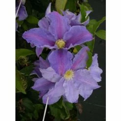 ClÃ©matite - Clematis Beata