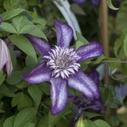 ClÃ©matite - Clematis Cassis