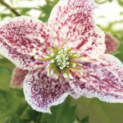ClÃ©matite - Clematis Cirrhosa Freckles