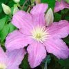 ClÃ©matite - Clematis Comtesse De Bouchaud -Jardin De Fleurs Magasin clematis comtesse de bouchaud 67861 1