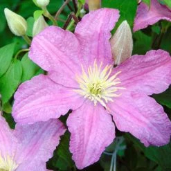 ClÃ©matite - Clematis Comtesse De Bouchaud