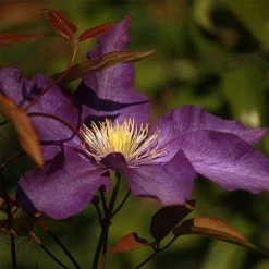 ClÃ©matite - Clematis Gipsy Queen