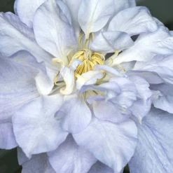 ClÃ©matite - Clematis Veronica's Choice