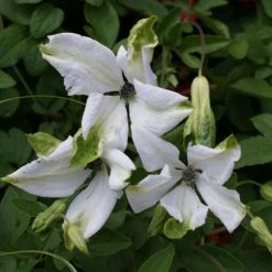 ClÃ©matite - Clematis Viticella Alba Luxurians