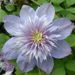 ClÃ©matite - Clematis Blue Light