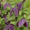 ClÃ©matite - Clematis Brunette -Jardin De Fleurs Magasin clematite Brunette 681483 1