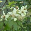 ClÃ©matite - Clematis Tangutica Grace