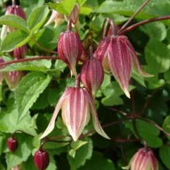 ClÃ©matite - Clematis I Am Red Robin