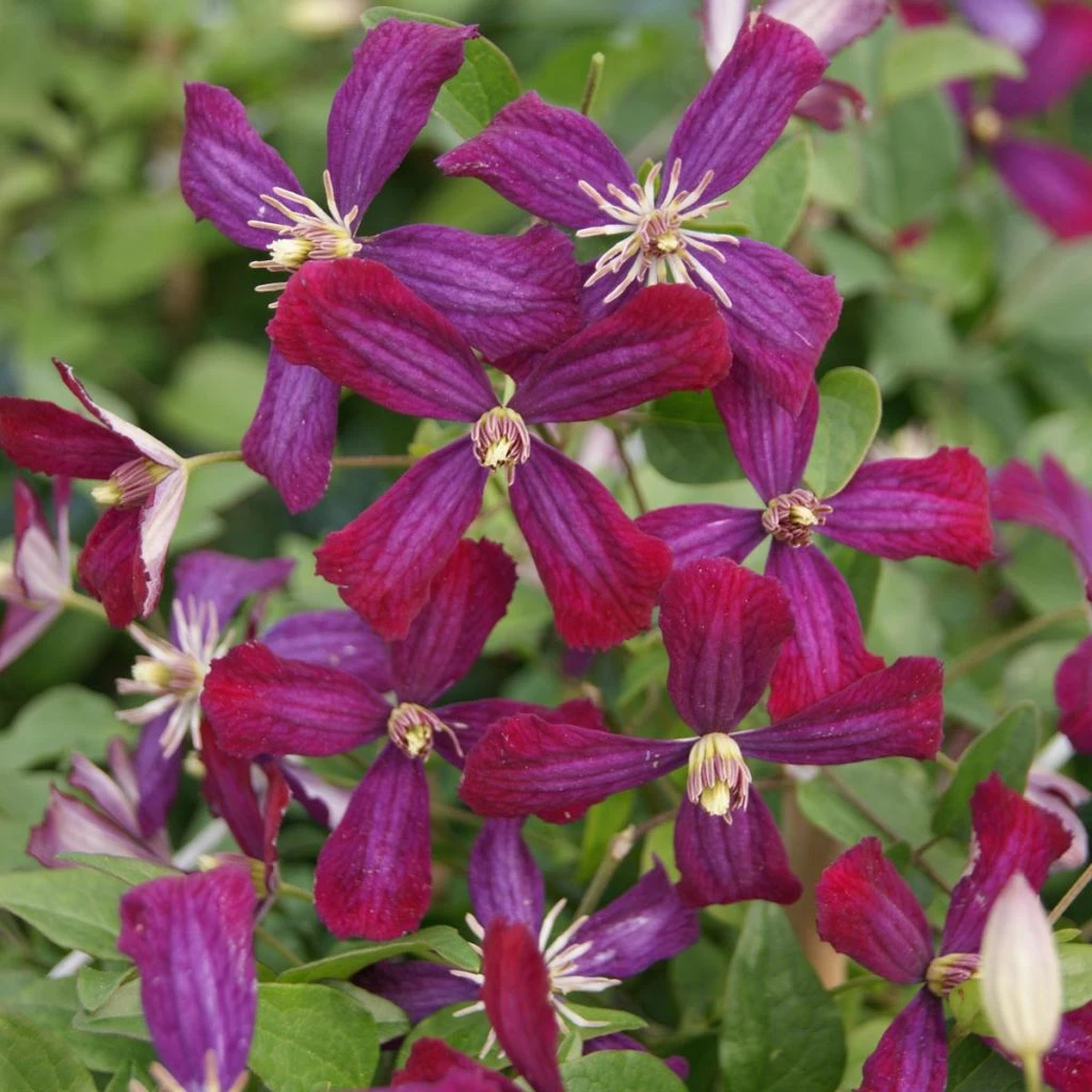 Clématite - Clematis Flammula Sweet Summer Love 1 Clématite - Clematis Flammula Sweet Summer Love