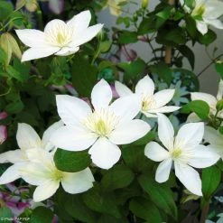 ClÃ©matite - Clematis Baby Star