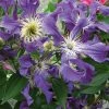 ClÃ©matite - Clematis Blue Pirouette -Jardin De Fleurs Magasin clematite blue pirouette 67807 1