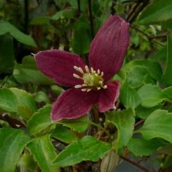 ClÃ©matite - Clematis Cirrhosa Lansdowne Gem