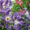 Collection Les Inattendues -Jardin De Fleurs Magasin clematite coll inattendues 681315 1