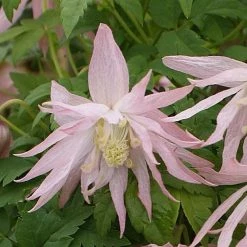 ClÃ©matite - Clematis Country Rose