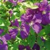 ClÃ©matite - Clematis Viticella Etoile Violette -Jardin De Fleurs Magasin clematite etoile violette 681362 1