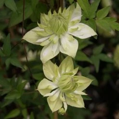 ClÃ©matite - Clematis Florida Alba Plena
