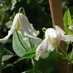 ClÃ©matite - Clematis Integrifolia Alba