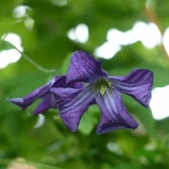 ClÃ©matite Italienne - Clematis Viticella