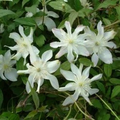 ClÃ©matite - Clematis Montana Jacqui