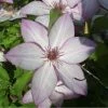 ClÃ©matite - Clematis Omoshiro -Jardin De Fleurs Magasin clematite osmoshiro 681354 1