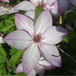 ClÃ©matite - Clematis Omoshiro