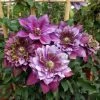 ClÃ©matite - Clematis Temptation -Jardin De Fleurs Magasin clematite temptation 681383 1