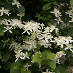 ClÃ©matite - Clematis Terniflora