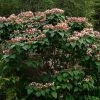 Arbre De La Chance - Clerodendrum Trichotomum, Clérodendron 2 Arbre De La Chance - Clerodendrum Trichotomum, Clérodendron -Jardin De Fleurs Magasin clerodendrum trichotomum clerodendron 9559 1 1