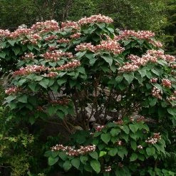 Arbre De La Chance - Clerodendrum Trichotomum, ClÃ©rodendron