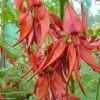 Clianthus Puniceus Kaka King - Pince De Homard -Jardin De Fleurs Magasin clianthus puniceus kaka king 85290 1