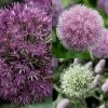 Collection 10 Alliums -Jardin De Fleurs Magasin collection 10 alliums 51530 1