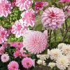 Collection 10 Dahlias Assortis Roses -Jardin De Fleurs Magasin collection 10 dahlias roses 31447 1