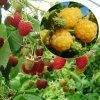 Collection 2 Framboisiers Bio -Jardin De Fleurs Magasin collection 2 framboisiers bio marastar golden everest 15338 1