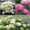 Collection 3 Hortensias Arbustifs -Jardin De Fleurs Magasin collection 3 hortensias arbustifs 67770 1