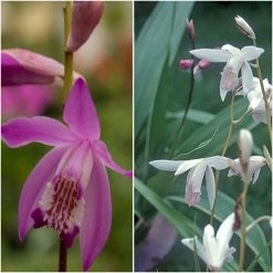 Collection 6 BlÃ©tillas