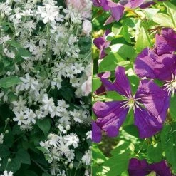 Collection Ange Ou DÃ©mon